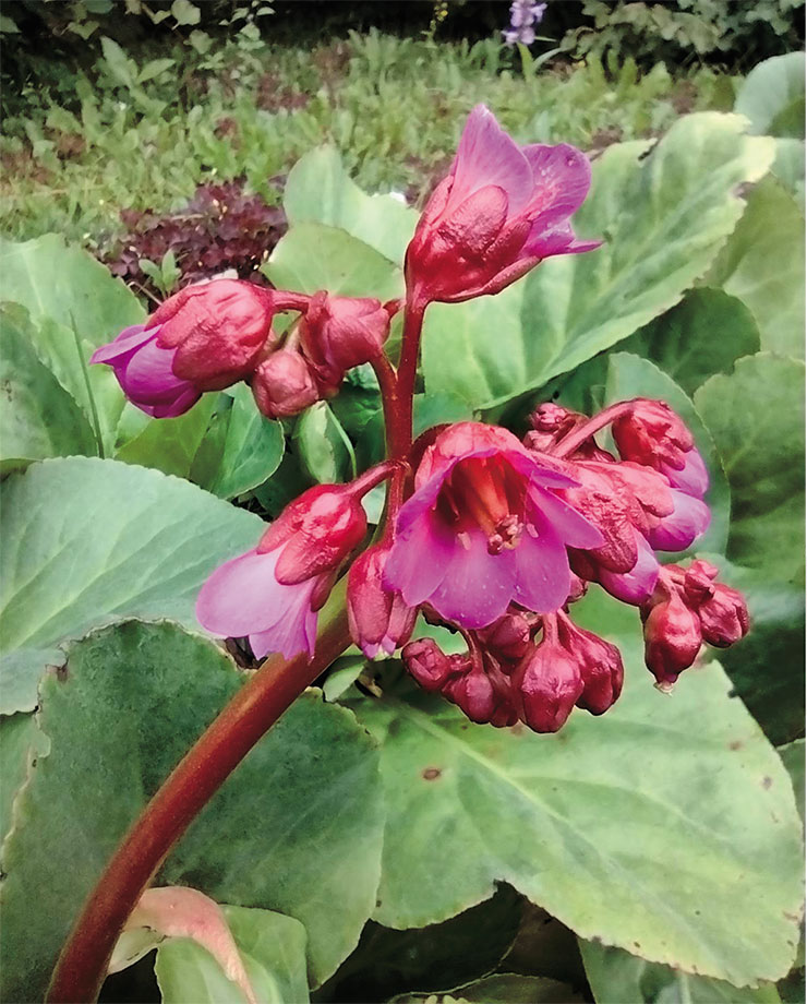 Бадан толстолистный (Bergenia crassifolia) – известное лекарственное растение народной медицины Сибири и Тибета. В то же время бадан чрезвычайно декоративен и широко используется для рокариев и каменистых горок. В Кузбасском ботаническом саду выведен уникальный декоративный сорт бадана «Красоты Кузбасса», отличающийся яркоокрашенными цветками, очень крупным соцветием и долгим цветением, а также способностью повторно цвести осенью. Фото автора