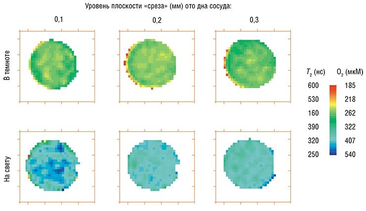 Этот микрореактор открытого типа (внизу) содержит водный раствор тритильного радикала типа I, в котором находится суспензия сине-зеленых водорослей – фотосинтезирующих цианобактерий. О фотосинтетической деятельности этих организмов, сопровождающейся выделением кислорода, можно судить по горизонтальным сечениям 3D-образов распределения кислорода в реакторе (вверху). В темновом режиме концентрация кислорода почти одинакова по всему объему реактора и приблизительно соответствует природной норме – состоянию насыщения атмосферным воздухом. При освещении сосуда фотосинтетическая деятельность цианобактерий приводит к росту концентрации кислорода и неравномерному его распределению по объему. По: (Halevy et al., 2010)