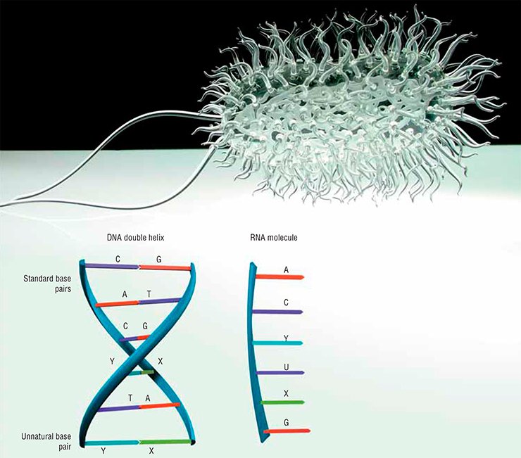 American researchers were the first to induce the replication of fragments of chimeric DNA with unnatural letters—bases called X and Y—in a bacterial cell. E. coli was used as a model. The above photo shows a glass sculpture of E. coli created by L. Jerram