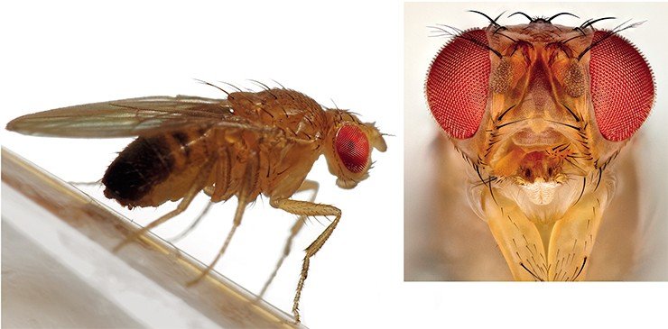 Плодовая мушка Drosophila melanogaster была первым организмом, у которого обнаружили гены, регулирующие циркадные ритмы. Image credit: https://www.flickr.com/photos/fotoopa_hs/23129282691/ и https://www.flickr.com/photos/toni_zdm/21931985633/ Плодовая мушка Drosophila melanogaster была первым организмом, у которого обнаружили гены, регулирующие циркадные ритмы. Image credit: https://www.flickr.com/photos/fotoopa_hs/23129282691/ и https://www.flickr.com/photos/toni_zdm/21931985633/