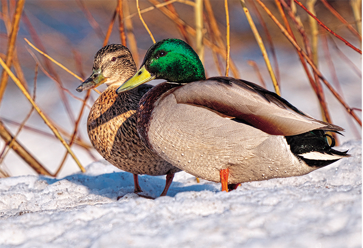 The common mallard (Anas platyrhynchos) prefers wetlands and water bodies with slow flow of water and good shelter, such as thick reeds. Photo: V. Blinova