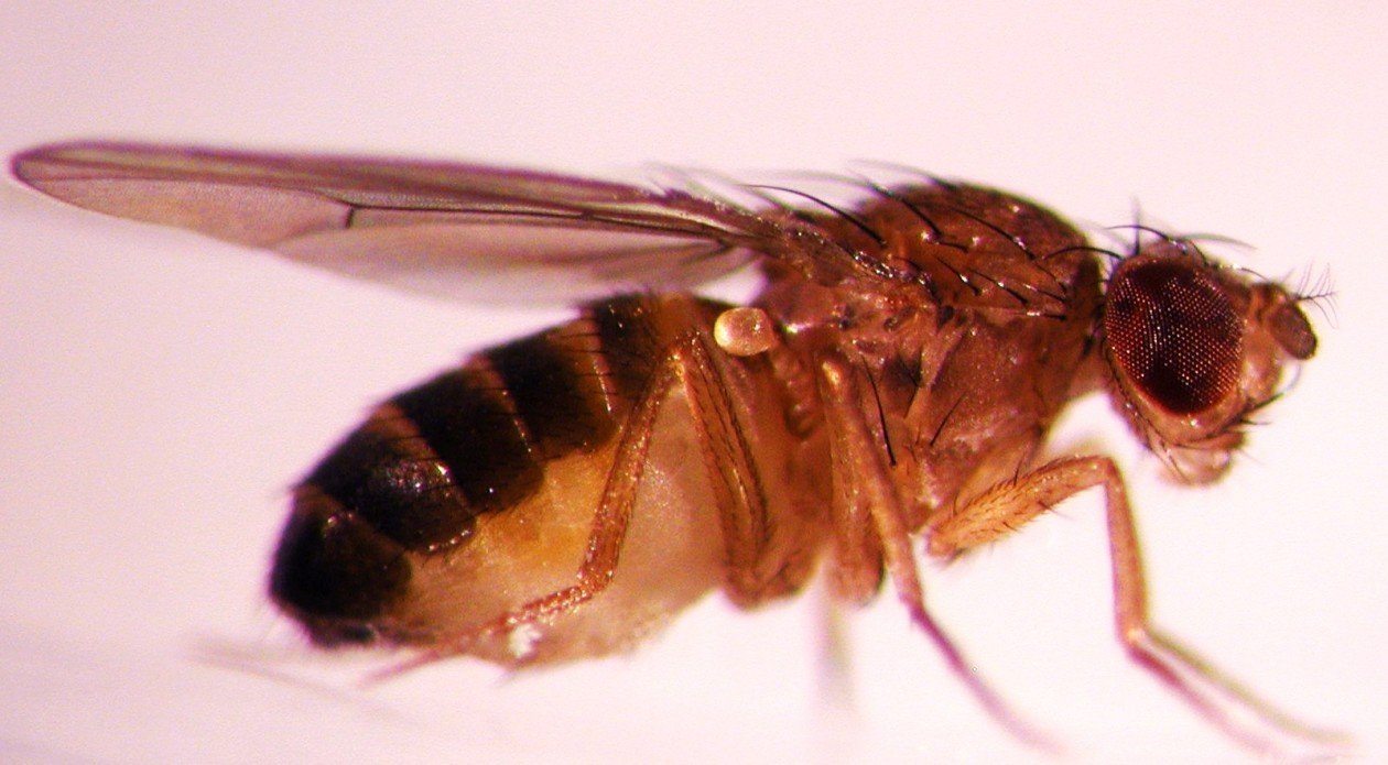 Плодовая мушка Drosophila melanogaster была первым организмом, у которого обнаружили гены, регулирующие циркадные ритмы. Фото предоставлено Университетом штата Орегон Плодовая мушка Drosophila melanogaster была первым организмом, у которого обнаружили гены, регулирующие циркадные ритмы. Фото предоставлено Университетом штата Орегон