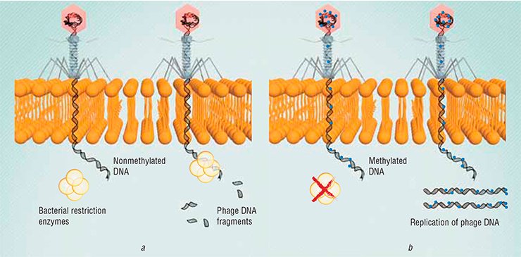 (a) In the coevolution of phages and bacteria, the former have developed a mechanism for overcoming the bacterial defense system, the restriction enzymes of which cleave the phage DNA that lack characteristic bacterial labels (methylated DNA bases). (b) The phages carrying methylated DNA can successfully infect bacteria (a) In the coevolution of phages and bacteria, the former have developed a mechanism for overcoming the bacterial defense system, the restriction enzymes of which cleave the phage DNA that lack characteristic bacterial labels (methylated DNA bases). (b) The phages carrying methylated DNA can successfully infect bacteria