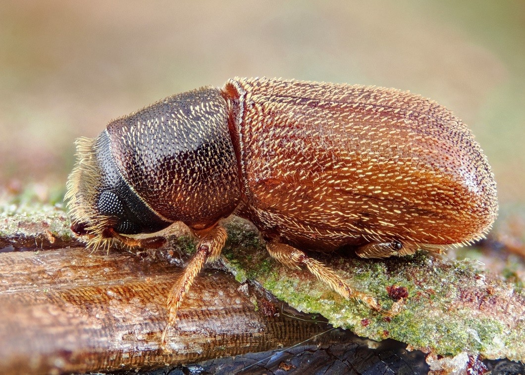 Близкий родственник уссурийского полиграфа – полиграф пушистый (Polygraphus poligraphus), встречатся по всей Европе и в таежной зоне России. Этот вид меньше размером и предпочитает ель, но, главное, не является таким опасным карантинным вредителем, как уссурийский полиграф. © CC-BY-SA-4.0/Gilles San Martin Близкий родственник уссурийского полиграфа – полиграф пушистый (Polygraphus poligraphus), встречатся по всей Европе и в таежной зоне России. Этот вид меньше размером и предпочитает ель, но, главное, не является таким опасным карантинным вредителем, как уссурийский полиграф. © CC-BY-SA-4.0/Gilles San Martin