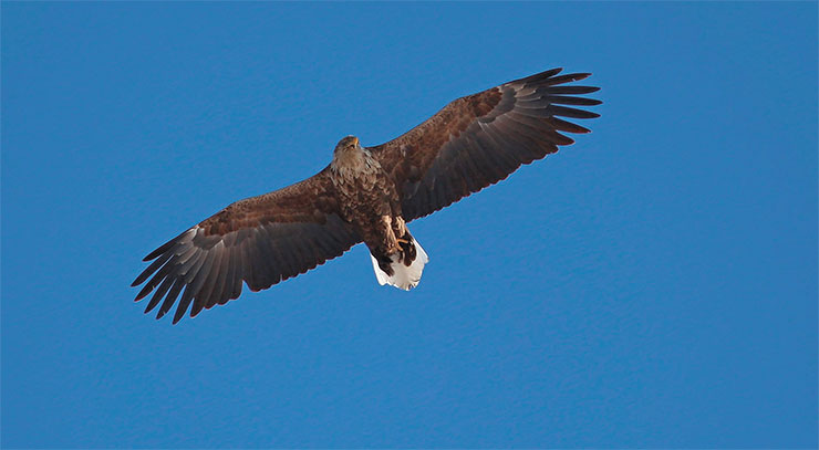 Орлан-белохвост (Haliaeetus albicilla). Размах крыльев этого краснокнижного хищника может превышать 2 м. Один из видов-индикаторов состояния байкальской экосистемы. Фото П. Жовтюка