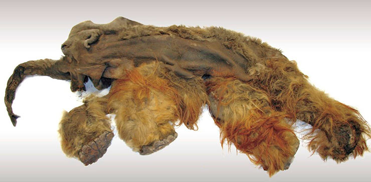 Уникальная по сохранности мумия молодой самки шерстистого мамонта (Mammuthus primigenius), найденная на севере Якутии в 2010 г. По: (Боескоров, 2013) Уникальная по сохранности мумия молодой самки шерстистого мамонта (Mammuthus primigenius), найденная на севере Якутии в 2010 г. По: (Боескоров, 2013)