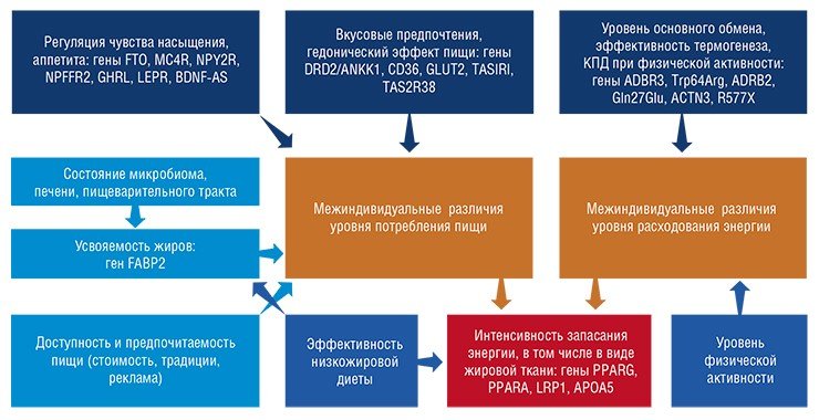 Масса тела человека – это результирующая двух процессов: потребления энергии (пищи) и ее расходования. Эти процессы, в свою очередь, регулируются внутренними и внешними факторами. Конечный эффект на метаболизм будет во многом определяться наличием тех или иных функциональных вариантов целого ряда генов