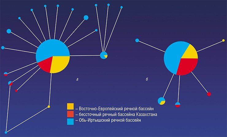 Генетическое сходство между разными географически разобщенными популяциями О. felineus было изучено с использованием двух митохондриальных генетических маркеров (cox1 и ITS1; а и б соответственно). Оказалось, что на всей обследованной территории вид выглядит генетически однородным: более 70 % наборов однонуклеотидных полиморфизмов (на рис. – центральный круг) встречаются во всех без исключения изученных популяциях. Остальные полиморфизмы (на рис. – малые круги), составляющие менее трети от общего числа, выборочно представлены в отдельных популяциях