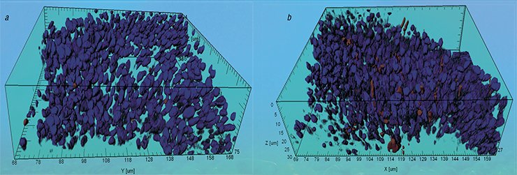 In comparison with (a) the pre-spawn period, the respiratory activity of mitochondria in yellowfin Baikal sculpins is substantially enhanced (b) during reproduction. Coloring on the nuclear material (DAPI, blue) and mitochondria (MitoTracker® Orange); 3D-reconstruction; confocal microscopy In comparison with (a) the pre-spawn period, the respiratory activity of mitochondria in yellowfin Baikal sculpins is substantially enhanced (b) during reproduction. Coloring on the nuclear material (DAPI, blue) and mitochondria (MitoTracker® Orange); 3D-reconstruction; confocal microscopy