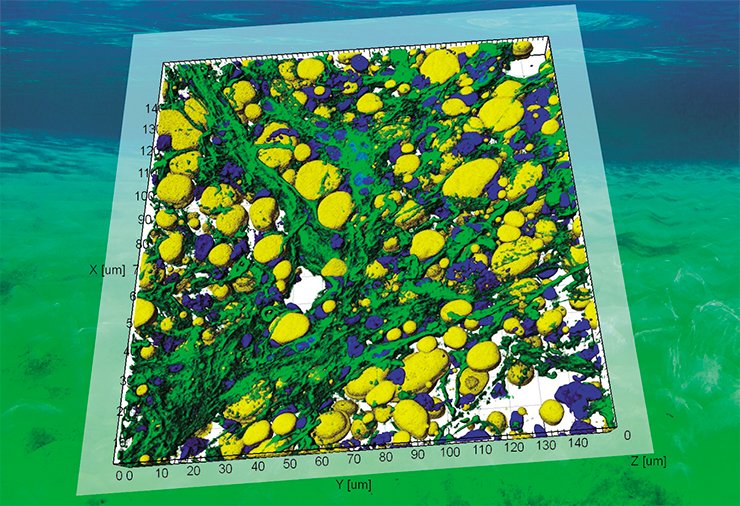 Numerous large lipid drops in the liver cells of the red Baikal sculpin (Procottus major). The cell nuclei are stained with DAPI (blue); fat drops, with Nile Red, a dye specific for lipids (yellow); and actin cytoskeleton, with FITC-conjugated phalloidin (green). Laser confocal microscopy Numerous large lipid drops in the liver cells of the red Baikal sculpin (Procottus major). The cell nuclei are stained with DAPI (blue); fat drops, with Nile Red, a dye specific for lipids (yellow); and actin cytoskeleton, with FITC-conjugated phalloidin (green). Laser confocal microscopy