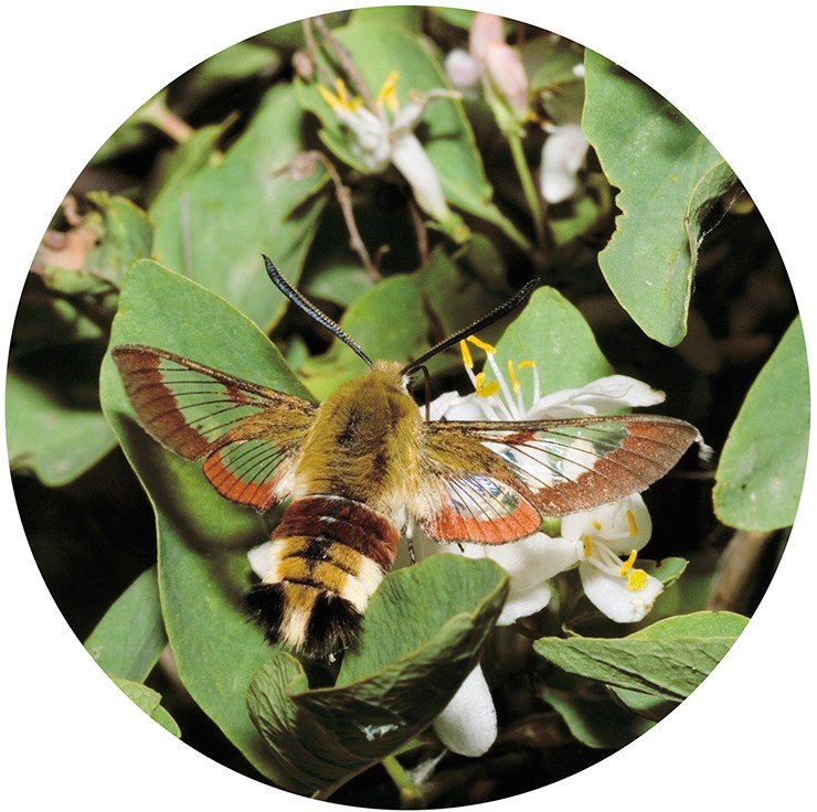 Шмелевидка жимолостная (Hemaris fuciformis) из семейства бражников (Sphingidae) в самом деле похожа на шмеля. Эта бабочка, как и все бражники, не садится на цветок, а парит над ним в воздухе как колибри, на лету высасывая хоботком сладкий нектар Шмелевидка жимолостная (Hemaris fuciformis) из семейства бражников (Sphingidae) в самом деле похожа на шмеля. Эта бабочка, как и все бражники, не садится на цветок, а парит над ним в воздухе как колибри, на лету высасывая хоботком сладкий нектар