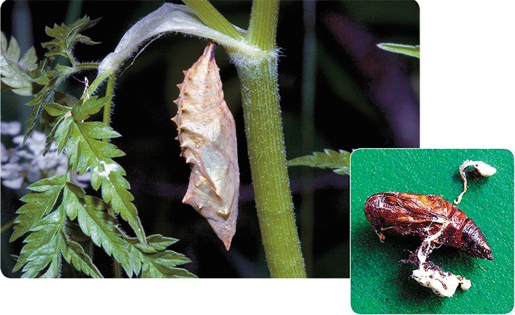 Даже эта куколка булавоусых чешуекрылых (р. Rhopalocera), несмотря на свой защитный кокон, может стать жертвой паразитарной интервенции. Пример тому – куколка совковидки (сем. Thyatiridae), пораженная грибом Beauveria bassiana