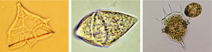 Эндемичные динофитовые водоросли родов Gymnodinium и Peridinium под микроскопом Эндемичные динофитовые водоросли родов Gymnodinium и Peridinium под микроскопом