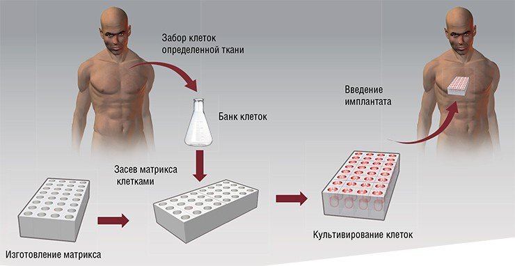Биоразрушаемые и биосовместимые полимеры бактериального происхождения могут быть использованы для целей тканевой инженерии – создания матрикса, пригодного для выращивания аналогов донорских тканей и органов 