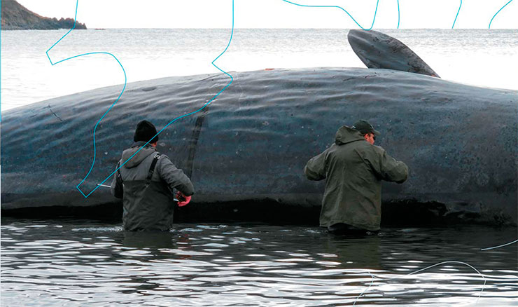 Only necropsy of the dead whale can yield the necessary information about the life, and more importantly, death of this marine mammal Only necropsy of the dead whale can yield the necessary information about the life, and more importantly, death of this marine mammal