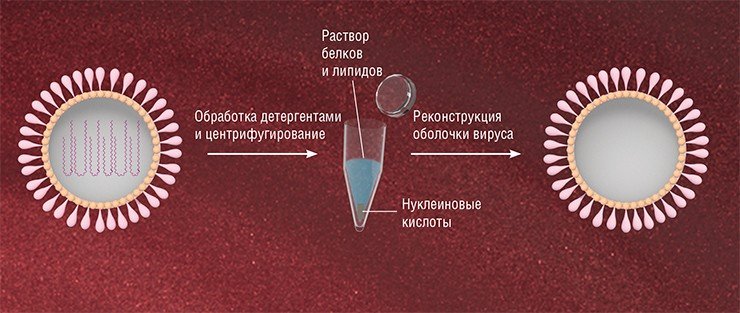 Для получения виросом вирусные частицы разлагают на составляющие компоненты с помощью неионных детергентов, эффективно разрушающих межлипидные и липид-белковые связи и, как правило, не нарушающих структуру белков. Генетический материал вируса удаляют из раствора с помощью скоростного центрифугирования (около 100 000 g). При удалении детергента из оставшегося раствора происходит самосборка вирусной оболочки с сохранением первоначального набора белков. Для включения в виросомы лекарства его добавляют в раствор до удаления детергента. Один из подходов для включения макромолекул – проведение нескольких циклов замораживания-оттаивания виросом, при которых идет захват материала из раствора. Можно модифицировать липидную мембрану виросом (например, вводя холестерин), что повышает ее устойчивость, или присоединить к ней адресующие молекулы Для получения виросом вирусные частицы разлагают на составляющие компоненты с помощью неионных детергентов, эффективно разрушающих межлипидные и липид-белковые связи и, как правило, не нарушающих структуру белков. Генетический материал вируса удаляют из раствора с помощью скоростного центрифугирования (около 100 000 g). При удалении детергента из оставшегося раствора происходит самосборка вирусной оболочки с сохранением первоначального набора белков. Для включения в виросомы лекарства его добавляют в раствор до удаления детергента. Один из подходов для включения макромолекул – проведение нескольких циклов замораживания-оттаивания виросом, при которых идет захват материала из раствора. Можно модифицировать липидную мембрану виросом (например, вводя холестерин), что повышает ее устойчивость, или присоединить к ней адресующие молекулы