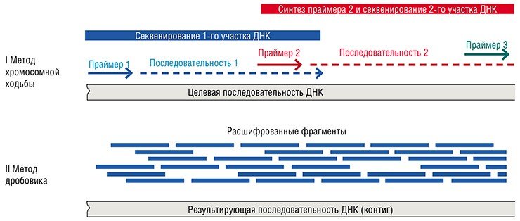 В XX в. были разработаны две стратегии расшифровки геномов организмов: метод хромосомной ходьбы и метод дробовика, в основе которых лежит метод ферментативного секвенирования Сэнгера, названный в честь его изобретателя, нобелевского лауреата Ф. Сэнгера