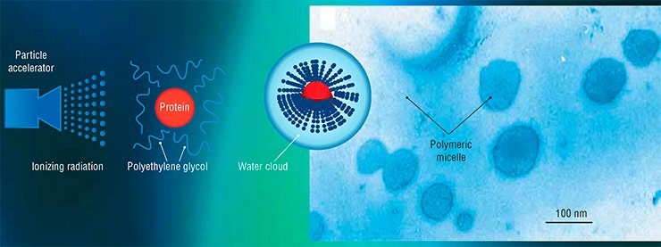 The PEGylation according to the technology of electron beam synthesis allows up to 60 polyethylene glycol molecules to bind with one molecule of therapeutic protein versus a one-to-one variant in the case of chemical PEGylation. Since each PEG molecule attracts several water molecules, the formed particle is surrounded by a “water cloud”. Figure shows a polymeric micelle produced by electron beam immobilization of granulocyte colony-stimulating factor on polyethylene glycol. Electron microscopy The PEGylation according to the technology of electron beam synthesis allows up to 60 polyethylene glycol molecules to bind with one molecule of therapeutic protein versus a one-to-one variant in the case of chemical PEGylation. Since each PEG molecule attracts several water molecules, the formed particle is surrounded by a “water cloud”. Figure shows a polymeric micelle produced by electron beam immobilization of granulocyte colony-stimulating factor on polyethylene glycol. Electron microscopy