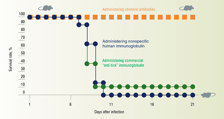 The preclinical trials of the chimeric anti-tick-borne encephalitis virus antibody were performed on two-week-old mice infected with a lethal dose of tick-borne encephalitis virus. One day after the infection, one group of the animals was injected with an antibody product; another group, with a commercial “anti-tick” immunoglobulin, and the third group, with a nonspecific human immunoglobulin as a control. As a result, all the animals in the first group survived, and all those in the control group died. The commercial serum-based product protected only 10% of the animals. The product based on the chimeric antibodies protected the mice, with approximately the same efficacy, from tick-borne encephalitis viruses belonging to the Far Eastern, Siberian, and Western subtypes