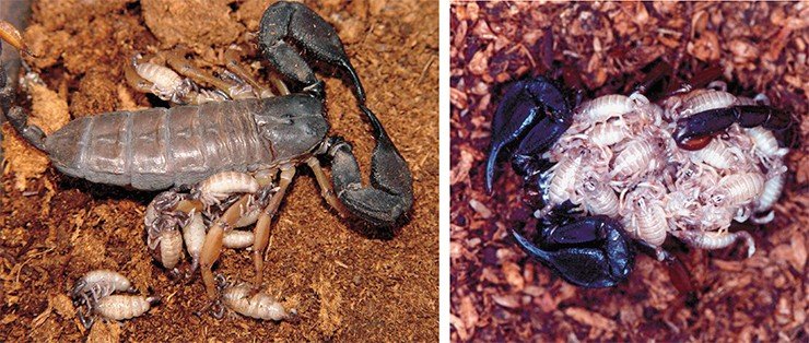 Слева: рожающая самка Opisthacanthus validus (сем. Hemiscorpiidae). Южная Африка. Фото Т. Эзендама. Справа: Самка Euscorpius concinnus (сем. Euscorpiidae) с потомством. Пьемонт, Италия. Фото Дж. Коломбо 