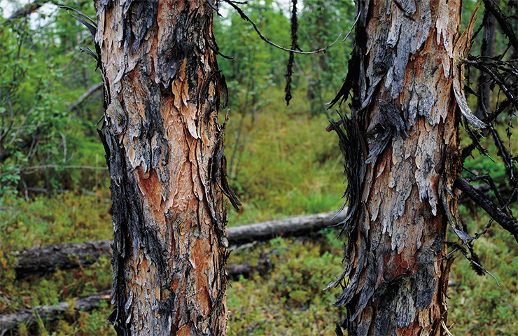 In the harsh ecological and climatic conditions of the permafrost zone, forest stands are usually sparse, leading to the prevalence of ground fires in larch forests. Living tissues in the trunk of the Siberian larch are protected from these fires by a thick bark. The Dahurian larch, which prevails in the permafrost zone, has a much thinner bark (top). In permafrost conditions, the roots of trees are trapped in the narrow surface layer of seasonal thawing. Therefore, the main factor of tree death during ground fires is thermal damage to the root system In the harsh ecological and climatic conditions of the permafrost zone, forest stands are usually sparse, leading to the prevalence of ground fires in larch forests. Living tissues in the trunk of the Siberian larch are protected from these fires by a thick bark. The Dahurian larch, which prevails in the permafrost zone, has a much thinner bark (top). In permafrost conditions, the roots of trees are trapped in the narrow surface layer of seasonal thawing. Therefore, the main factor of tree death during ground fires is thermal damage to the root system