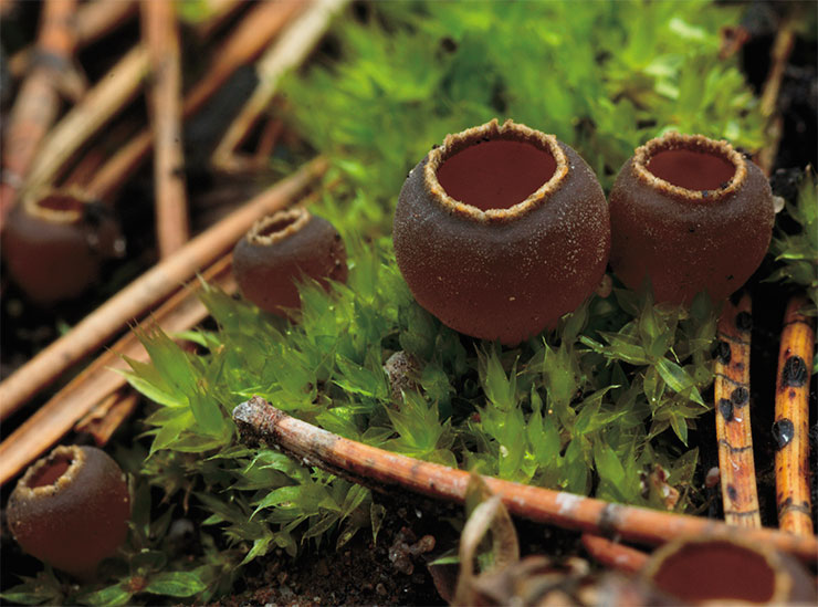 The charcoal loving elf-cup, dwarf acorn cup, or pixie cup (Geopyxis carbonaria) is one of the most ubiquitous carbotrophic fungi. These pretty little brown cups with a white frill on the margin, about half an inch in diameter, usually grow in small groups, but can occasionally form whole carpets of fruitbodies. This species is primarily saprobic, participating in processing the litter and coniferous debris after forest fires, however, it can simultaneously form mycorrhiza with some conifers, including the common spruce (Picea abies). Photo by the author The charcoal loving elf-cup, dwarf acorn cup, or pixie cup (Geopyxis carbonaria) is one of the most ubiquitous carbotrophic fungi. These pretty little brown cups with a white frill on the margin, about half an inch in diameter, usually grow in small groups, but can occasionally form whole carpets of fruitbodies. This species is primarily saprobic, participating in processing the litter and coniferous debris after forest fires, however, it can simultaneously form mycorrhiza with some conifers, including the common spruce (Picea abies). Photo by the author