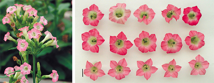 Табак (Nicotiana Tabacum L.) – излюбленный модельный объект генных инженеров во всем мире. Фото Ю. Сидорчука