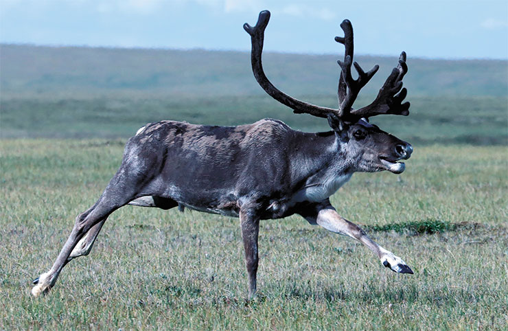 Самец дикого северного оленя (Rangifer tarandus) увенчан большими и сложными рогами с размахом до полутора метров. Рога имеют и самки – это единственное исключение в семействе оленевых, однако у них они скромнее. Фото М. Бондаря Самец дикого северного оленя (Rangifer tarandus) увенчан большими и сложными рогами с размахом до полутора метров. Рога имеют и самки – это единственное исключение в семействе оленевых, однако у них они скромнее. Фото М. Бондаря