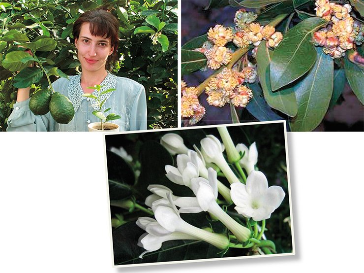 Some of the exotic plants successfully grown in the Basnins’ Garden in Irkutsk in the second half of the 19th c.: left: lemon tree (Citrus limon (L.) Burm), on right: laurel (Laurus nobilis L.), bottom: Madagascar jasmine (Stephanotis Floribunda Brongn). Photos taken in the Irkutsk State University Botanical Garden Some of the exotic plants successfully grown in the Basnins’ Garden in Irkutsk in the second half of the 19th c.: left: lemon tree (Citrus limon (L.) Burm), on right: laurel (Laurus nobilis L.), bottom: Madagascar jasmine (Stephanotis Floribunda Brongn). Photos taken in the Irkutsk State University Botanical Garden