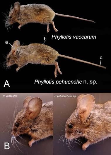 Внешние различия между двумя видами листоухих хомячков (Phyllotis): P. vaccarum, обитающий на экстремальных (до 6739 м) высотах над уровнем моря, и P. pehuenche n. sp., встречающийся на высотах 1000–2300 м. По: (Jayat, Teta, Ojeda et al., 2022) Внешние различия между двумя видами листоухих хомячков (Phyllotis): P. vaccarum, обитающий на экстремальных (до 6739 м) высотах над уровнем моря, и P. pehuenche n. sp., встречающийся на высотах 1000–2300 м. По: (Jayat, Teta, Ojeda et al., 2022)