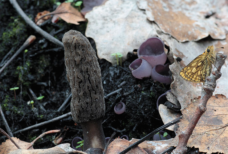The black-footed morel (Morchella tomentosa) is another burn-site morel species that until recently was known only from collections from the Pacific Northwest of North America. In 2010 and 2011, we collected it on previous year’s burn sites in the Khanty-Mansi Autonomous Okrug; amateur mycologists report it from the Karelian Isthmus in northwestern Russia. The upper, wrinkled spore-bearing part of the mushroom is gray and appears frosted due to abundant thin, long transparent cells on its surface. The lower sterile part (“stem”) appears smoked and velvety – it is covered with tufts of long, sausage-like brownish cells. Photo by the author The black-footed morel (Morchella tomentosa) is another burn-site morel species that until recently was known only from collections from the Pacific Northwest of North America. In 2010 and 2011, we collected it on previous year’s burn sites in the Khanty-Mansi Autonomous Okrug; amateur mycologists report it from the Karelian Isthmus in northwestern Russia. The upper, wrinkled spore-bearing part of the mushroom is gray and appears frosted due to abundant thin, long transparent cells on its surface. The lower sterile part (“stem”) appears smoked and velvety – it is covered with tufts of long, sausage-like brownish cells. Photo by the author