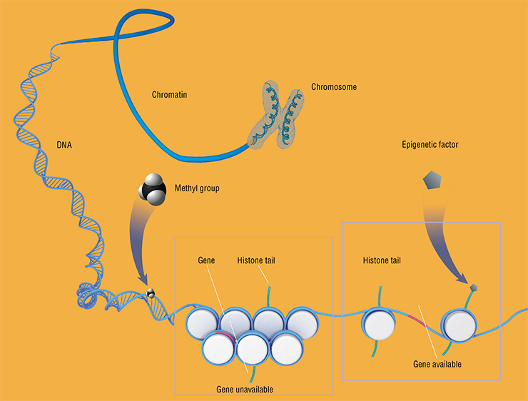 Our DNA contains all the guidelines for building any cell in the human body. However, these guidelines lead to the building of neurons in the brain, hepatocytes in the liver, and some cells transform into cancer cells. Now we know that there are two complementary systems of heredity: the genetic system, which is based on the sequence of nucleotides, and the epigenetic one, which is based on the stable activation and inactivation of genes. One epigenetic way of regulating activity is associated with modifying histone proteins, on which DNA is wound in the cell nucleus. The denser the package, the less accessible the gene is for enzymes that read information from it. Another way is methylation, or adding a methyl group to DNA, which also changes the density of DNA packaging and the availability of genes. Adapted from: (Zharkov, 2017) Our DNA contains all the guidelines for building any cell in the human body. However, these guidelines lead to the building of neurons in the brain, hepatocytes in the liver, and some cells transform into cancer cells. Now we know that there are two complementary systems of heredity: the genetic system, which is based on the sequence of nucleotides, and the epigenetic one, which is based on the stable activation and inactivation of genes. One epigenetic way of regulating activity is associated with modifying histone proteins, on which DNA is wound in the cell nucleus. The denser the package, the less accessible the gene is for enzymes that read information from it. Another way is methylation, or adding a methyl group to DNA, which also changes the density of DNA packaging and the availability of genes. Adapted from: (Zharkov, 2017)