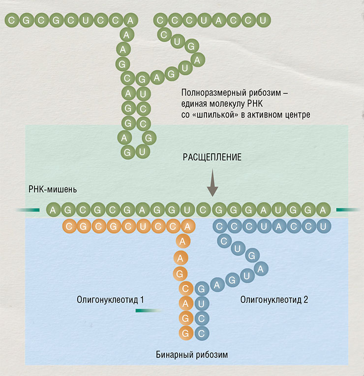 Рибозимы-олигонуклеотиды – природные катализаторы расщепления РНК. При связывании рибозима с комплементарной последовательностью РНК в нем с участием ионов металлов формируется структура, расщепляющая фосфодиэфирные связи в мишени. Бинарный рибозим, сконструированный А. Г. Веньяминовой и М. А. Воробьевой, похож на известный природный молоточковый рибозим (справа вверху). В отличие от него, бинарный рибозим (справа внизу) представляет собой два отдельных олигонуклеотида, которые связываются с мишенью независимо друг от друга. Активный центр формируется только в том случае, если в мишени есть обе последовательности, связывающие олигонуклеотиды
