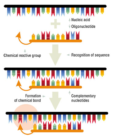 Directed chemical modification of nucleic acid by a reactive oligonucleotide derivative