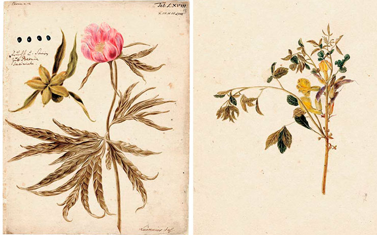 Слева – Paeonia (пион уклоняющийся, или марьин корень). Рис. И. В. Люрсениуса к 4-му тому Flora Sibirica И. Г. Гмелина (1769). Акварель, карандаш. СПФ АРАН. Р. I. Оп. 105. Д. 22. Л. 19. Справа – Caragana sibirica (карагана сибирская). Рис. И. Деккера к 4-му тому Flora Sibirica И. Г. Гмелина (1769). Акварель, карандаш. СПФ АРАН. Р. I. Оп. 105. Д. 22. Л. 16