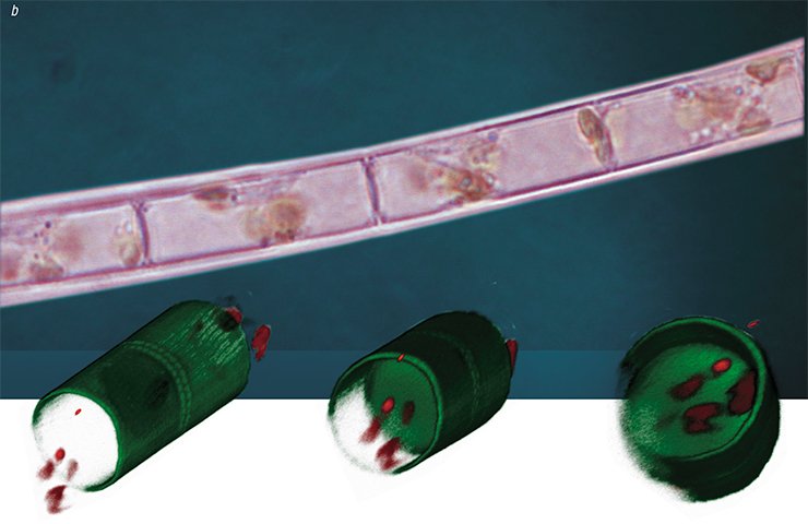 Addition of colchicine to the cell culture of the centric diatom Aulacoseira islandica results in the emergence of fused daughter valves, their silica frustule acquiring the shape of a “microtube” instead of a typical “microbucket”. Photo: 3D image of a normal A. islandica valve (above) and of a valve without its front part (left). Confocal microscopy. a – normal “buckets”, purified silica valves of A. islandica. Scanning electron microscopy; b – live A. islandica colony from a laboratory culture. Light microscopy Addition of colchicine to the cell culture of the centric diatom Aulacoseira islandica results in the emergence of fused daughter valves, their silica frustule acquiring the shape of a “microtube” instead of a typical “microbucket”. Photo: 3D image of a normal A. islandica valve (above) and of a valve without its front part (left). Confocal microscopy. a – normal “buckets”, purified silica valves of A. islandica. Scanning electron microscopy; b – live A. islandica colony from a laboratory culture. Light microscopy