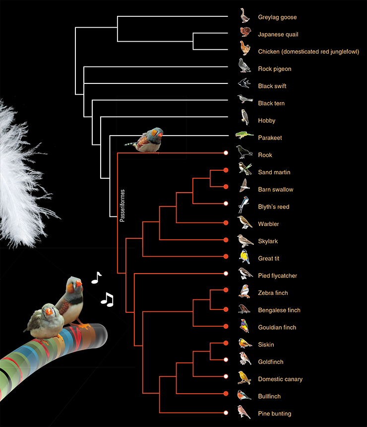 All studied birds (marked with red) have the GRC. In some species, it is large (filled circle), in other species it is small (empty circle), but all these species have it. None of the studied birds outside the Passeriformes (no circle) has the GRC All studied birds (marked with red) have the GRC. In some species, it is large (filled circle), in other species it is small (empty circle), but all these species have it. None of the studied birds outside the Passeriformes (no circle) has the GRC