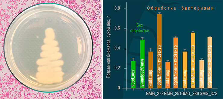 Бактерия Enterobacter ludwigii GMG_278, выделенная из образцов почвы, собранных в рамках проекта. При комбинированном применении разных штаммов бактерии E. ludwigii и минеральных удобрений практически все показатели биомассы пшеницы, как надземной, так и подземной, увеличились (справа). При этом в лидерах оказался штамм GMG_278