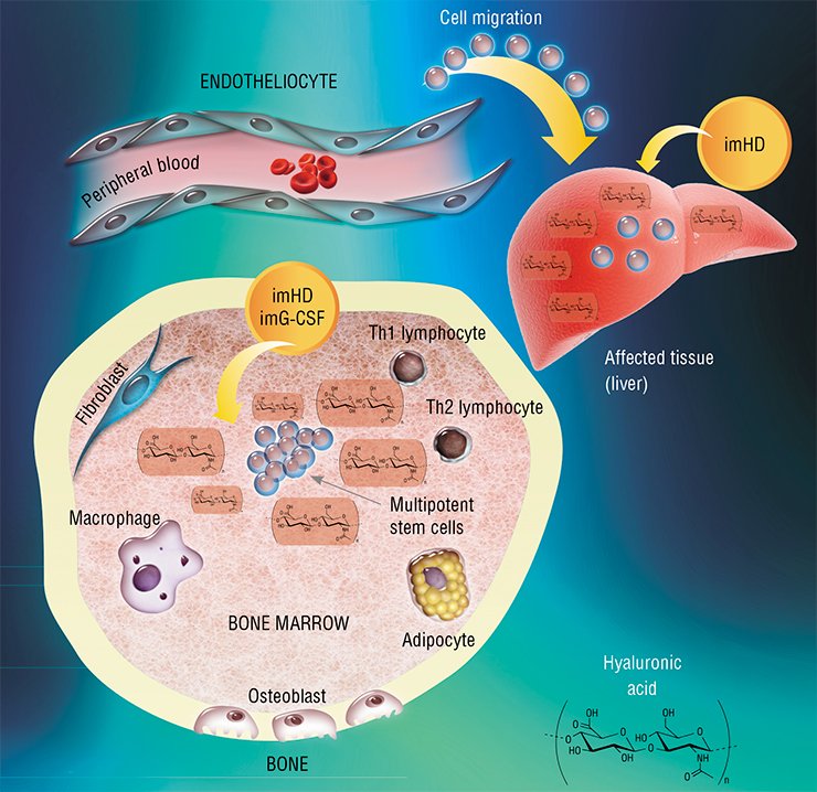 The granulocyte colony-stimulating factor (imG-CSF) and hyaluronidase (imHD) immobilized on polyethylene glycol display a pronounced ability to stimulate proliferation and differentiation of both regional stem cells of various organs and bone marrow multipotent cells. Activation of the latter cells is accompanied by their directed migration to target organs. The mechanism underlying these phenomena is modification of properties of theof in the properties of stem cells themselves. In particular, the production level of stromal cell-derived factor (SDF-1) determines the direction of stem cell migration: this production is decreased in the bone marrow stromal cells and increased in the target organ
