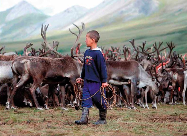 Reindeer breeding is a traditional occupation of the Evens, for whom deer are the main food, labour power and vehicle. The Even children get easily used to the severe conditions of nomadic life. Since their early childhood, they begin to master the complex reindeer-breeding skills “trying on” the role of herdsmen and hunters: at the age of five they can sit steadily in the saddle and learn to catch reindeer with a heavy leather lasso-maut Reindeer breeding is a traditional occupation of the Evens, for whom deer are the main food, labour power and vehicle. The Even children get easily used to the severe conditions of nomadic life. Since their early childhood, they begin to master the complex reindeer-breeding skills “trying on” the role of herdsmen and hunters: at the age of five they can sit steadily in the saddle and learn to catch reindeer with a heavy leather lasso-maut