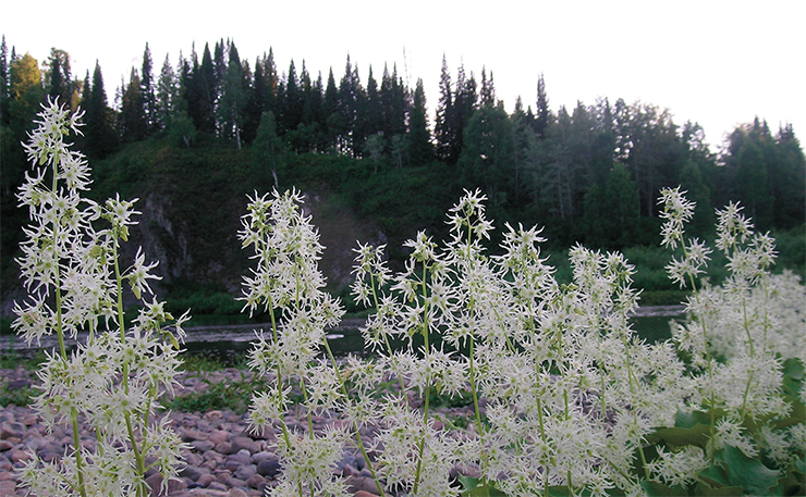 Эхиноцистис (колючеплодник) лопастный (Echinocystis lobata (Michaux) Torrey et Gray) попал из Северной Америки в Европу через ботанические сады и коллекционеров экзотики, а в Среднюю Азию – по-видимому, как заносное растение с крестьянами-переселенцами (Камелин, 1971). В Сибири пути проникновения этой быстрорастущей однолетней лианы связаны с развитием туризма (Золотухин, 1988) и огородничества (среди дачников растение известно как «бешеный огурец»). Иногда занимает довольно большую площадь не только в окрестностях населенных пунктов, но и вдали от них. Фото С. А. Шереметовой