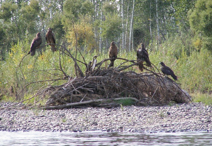 Группа черных коршунов на берегу. Верхний Енисей. Фото Д. Ефимова