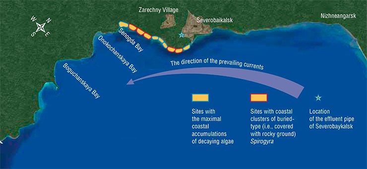 Visual inspection of the coast of the lake’s northern basin in September and October 2013 showed that the giant clusters of dying algae are confined to the estuary of the Tyya River and to a 10-km coastal zone stretching to the west of the estuary. The portions of the coast from the city of Nizhneangarsk to Severobaykalsk was found to be free of any accumulations of coastal Spirogyra algae. Chart by O. Timoshkin and E. Zaitseva Visual inspection of the coast of the lake’s northern basin in September and October 2013 showed that the giant clusters of dying algae are confined to the estuary of the Tyya River and to a 10-km coastal zone stretching to the west of the estuary. The portions of the coast from the city of Nizhneangarsk to Severobaykalsk was found to be free of any accumulations of coastal Spirogyra algae. Chart by O. Timoshkin and E. Zaitseva