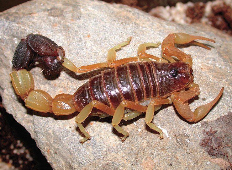 Грозный Parabuthus liosoma – представитель единственного опасного для человека семейства Buthidae. Танзания. Фото Я. О. Рейна