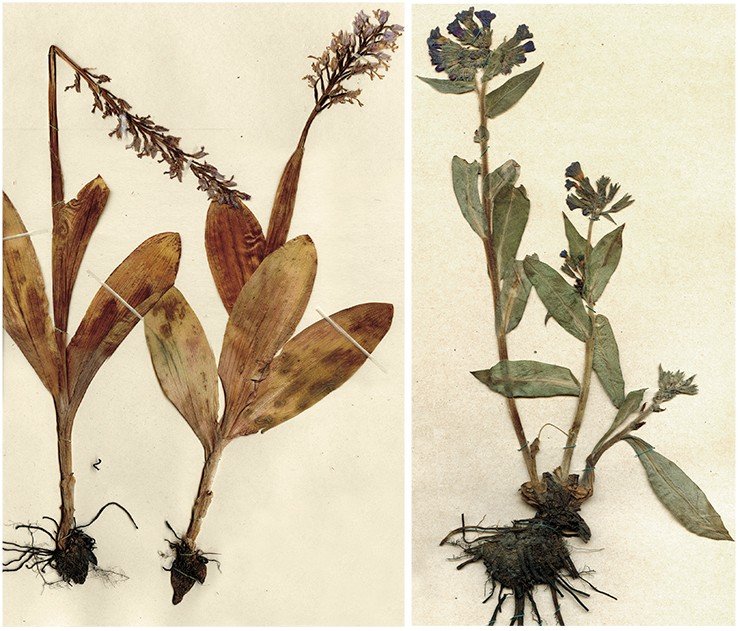 Слева: Ятрышник (Orchis) – род многолетних травянистых растений из семейства орхидных. По словам Г. В. Стеллера, «...Не только русские, но и татары, и калмыки считают клубни ятрышника (Orchis) сильным возбуждающим средством. Особенно это относится к калмыкам. Вообще они ... склонны обманывать, многое скрывают, а затем высмеивают других, как меньше знающих о природе, чем они. Описывая это удивительное растение и множество его чудесных свойств, они допускают бесстыдные преувеличения и насмешки и словно устраивают слушателю экзамен, как это было со мной в Томске». Справа: Медуница лекарственная (Pulmonaria officinalis) – хорошо известное многолетнее травянистое растение из семейства бурачниковых. По словам Г. В. Стеллера, «…Вотяки (удмурты) в апреле и мае отваривают медуницу (Puimonaria) и затем пьют отвар вместе с травой. Траву называют «Zusni pisni»