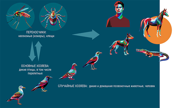 Многие вирусы семейства Flaviviridae являются арбовирусами, т. е. передаются с помощью членистоногих переносчиков (комаров, клещей). В природных очагах вирусы циркулируют в основном между птицами и кровососущими, тогда как другие животные для них – случайные хозяева. Они могут быть заражены, но сами, как правило, не являются звеном в передаче инфекции, поскольку концентрация вирусных частиц в их крови обычно невысока. По: (Локтев, 2009) Многие вирусы семейства Flaviviridae являются арбовирусами, т. е. передаются с помощью членистоногих переносчиков (комаров, клещей). В природных очагах вирусы циркулируют в основном между птицами и кровососущими, тогда как другие животные для них – случайные хозяева. Они могут быть заражены, но сами, как правило, не являются звеном в передаче инфекции, поскольку концентрация вирусных частиц в их крови обычно невысока. По: (Локтев, 2009)