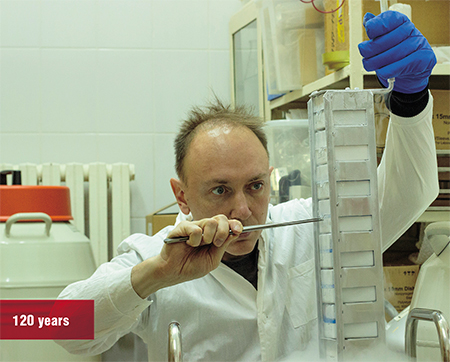 The Department of Genome diversity and Evolution of the IMCB RAS hosts a unique collection of cell cultures of various vertebrates, including rare and endangered species, many of which possess unique longevity mechanisms (the naked mole-rat, sloth, gray whale, Siberian sturgeon, Brandt’s bat, etc.). Photo: A. Proskuryakova (IMCB SB RAS, Novosibirsk)