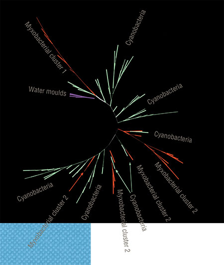 “Target” phylogenetic tree for cyanobacterial (in green) and myxobacterial (in red) lipoxygenase enzymes. The thickness of the branches corresponds to the value of their statistical significance. Evidently, the red branches in the tree “grow” among the green ones. This means that myxobacteria borrowed their lipoxygenases from cyanobacteria and not vice versa. Water moulds were used for technical purposes as an outgroup. Adapted from (Kurakin, Samoukina, Potapova, 2020)