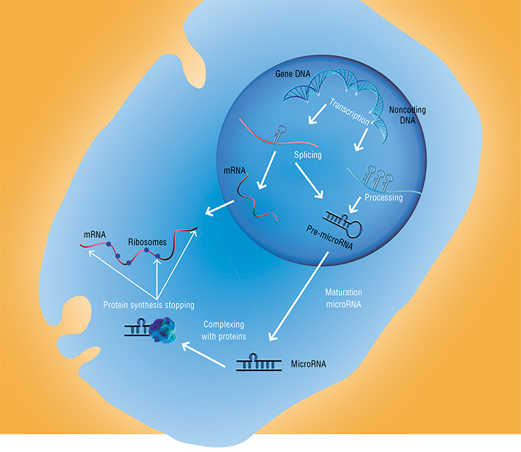 Discovery of the dark genome and a multitude of noncoding RNA, including microRNA, which can directly block protein synthesis, radically changed the views on how genetic information realizes itself, which developed in the second half of the 20th century. Adapted from: (Vlasov and Vorob’ev, 2012) Discovery of the dark genome and a multitude of noncoding RNA, including microRNA, which can directly block protein synthesis, radically changed the views on how genetic information realizes itself, which developed in the second half of the 20th century. Adapted from: (Vlasov and Vorob’ev, 2012)