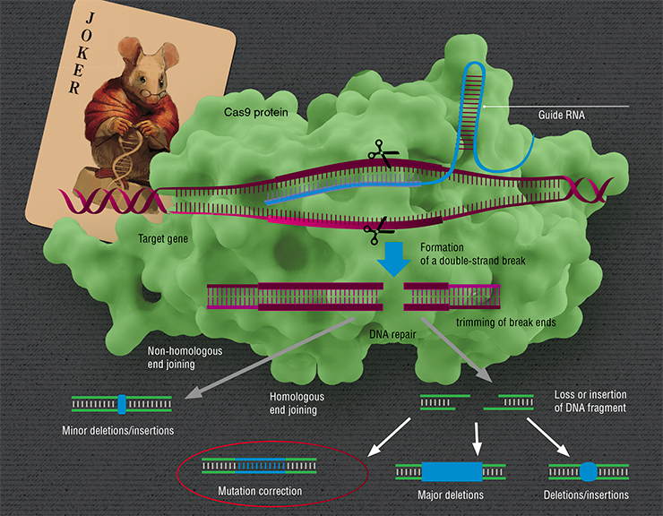 CRSISPR/Cas genome editing uses a complex of RNA and the Cas9 protein of a bacterium, Streptococcus pyogenes. In this complex, the guide RNA is responsible for target gene recognition, while the protein cleaves DNA strands. There are several ways of repairing the broken DNA. Direct “stitching” by non-homologous end joining frequently causes mutations. The initial mutation can also be corrected by homologous recombination using a sister chromosome or an artificial donor DNA molecule. Based on: (Ceccaldi et al., 2016) CRSISPR/Cas genome editing uses a complex of RNA and the Cas9 protein of a bacterium, Streptococcus pyogenes. In this complex, the guide RNA is responsible for target gene recognition, while the protein cleaves DNA strands. There are several ways of repairing the broken DNA. Direct “stitching” by non-homologous end joining frequently causes mutations. The initial mutation can also be corrected by homologous recombination using a sister chromosome or an artificial donor DNA molecule. Based on: (Ceccaldi et al., 2016)